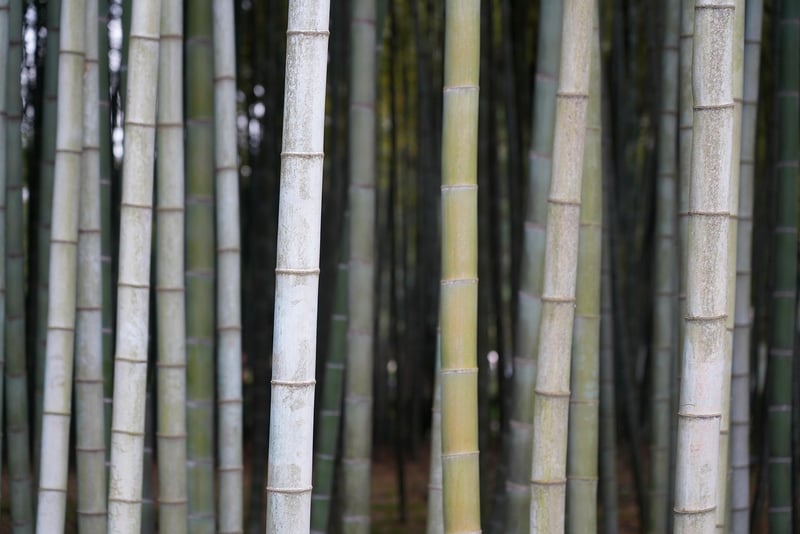 Bamboo Decor